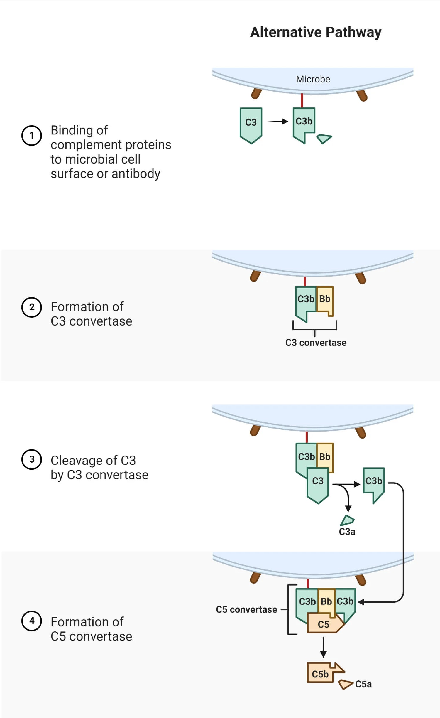 Alternative pathway of the complement system