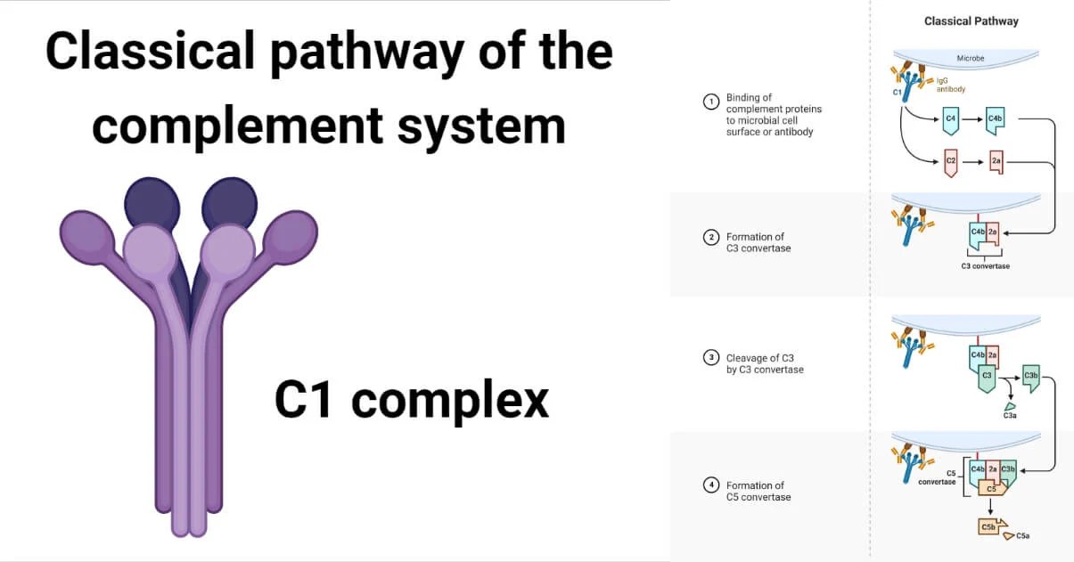 Complement System and Classical pathway