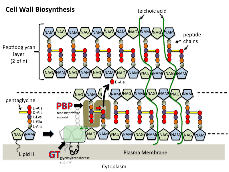 Cell Wall Synthesis Inhibitors Examples, Inhibition, Resistance