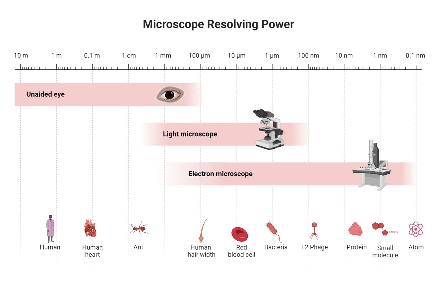Morphology of Bacteria Sizes, Shapes, Arrangements, Examples