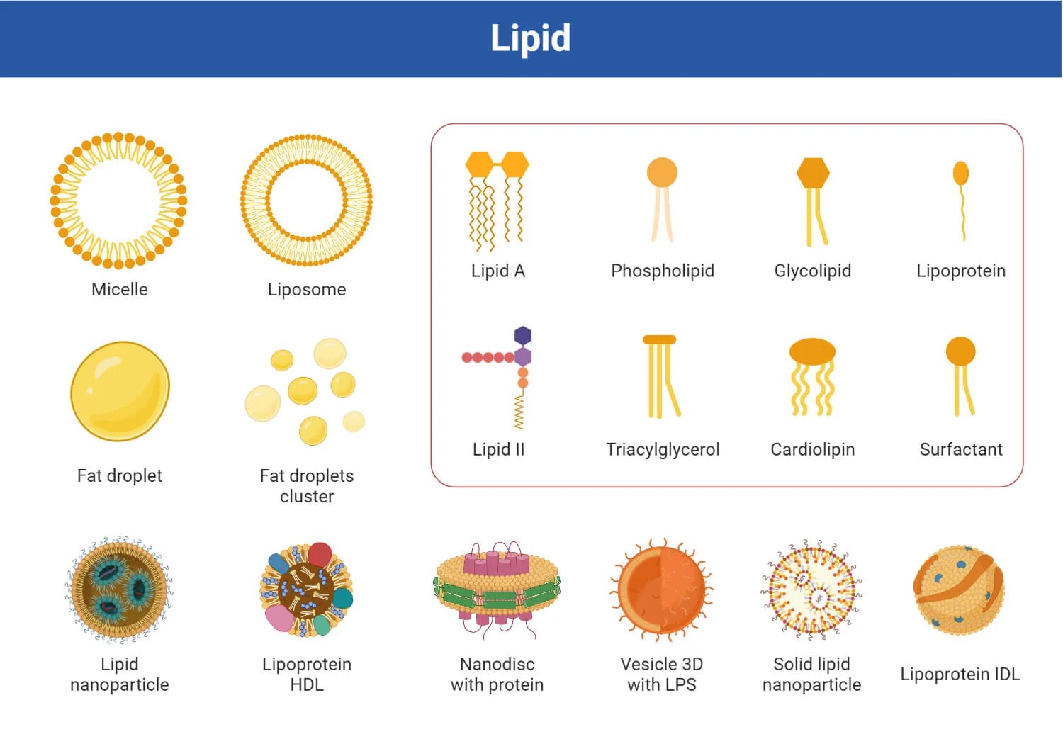 Fatty Acid Synthesis Pathway and Importance