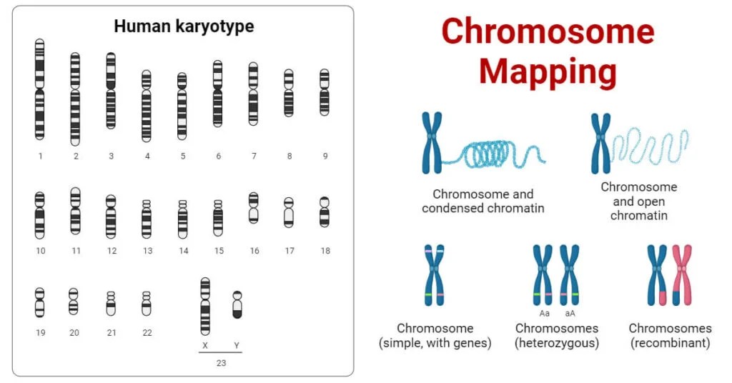 Chromosome Mapping Definition, Types, Importance