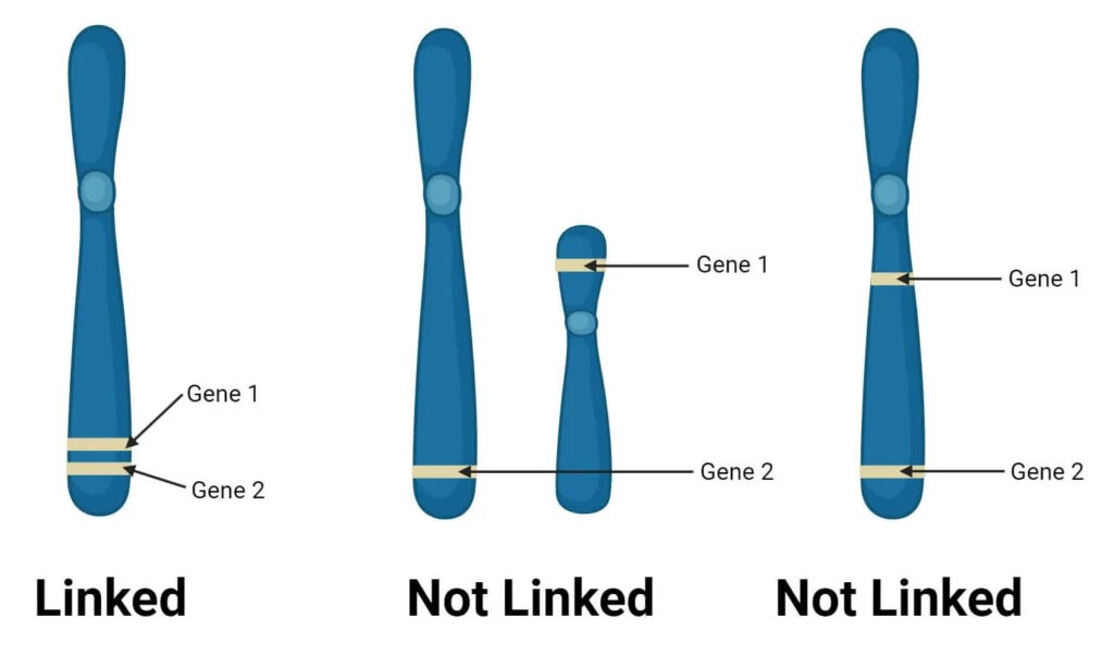 Chromosome Mapping Definition, Types, Importance