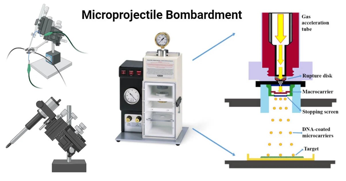 Microprojectile Bombardment Principle, Steps, Uses