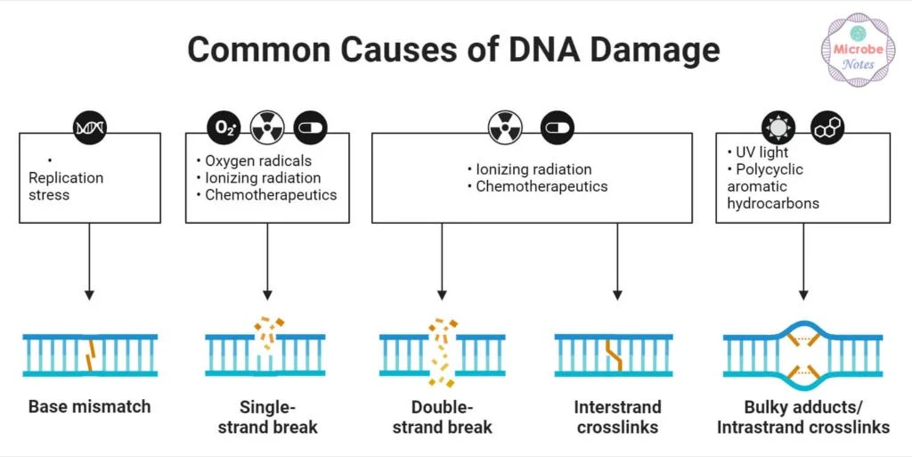 DNA Damage and DNA Repair Types and Mechanism