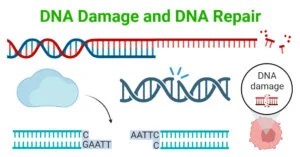 DNA Damage and DNA Repair: Types and Mechanism