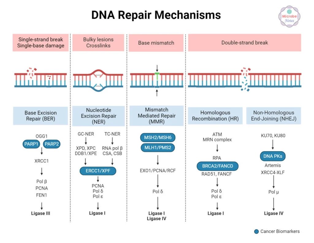 DNA Damage and DNA Repair Types and Mechanism