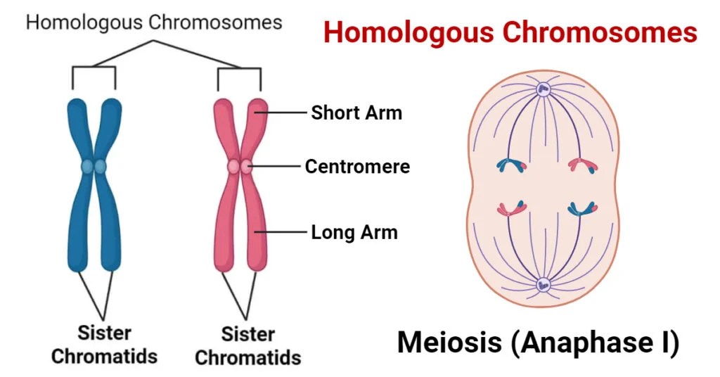 Homologous Chromosomes Characteristics, Significances