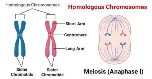 Homologous Chromosomes Unveiled: Key Traits & Significance