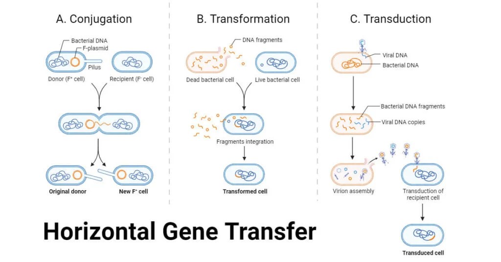 Horizontal Gene Transfer in Prokaryotes and Eukaryotes