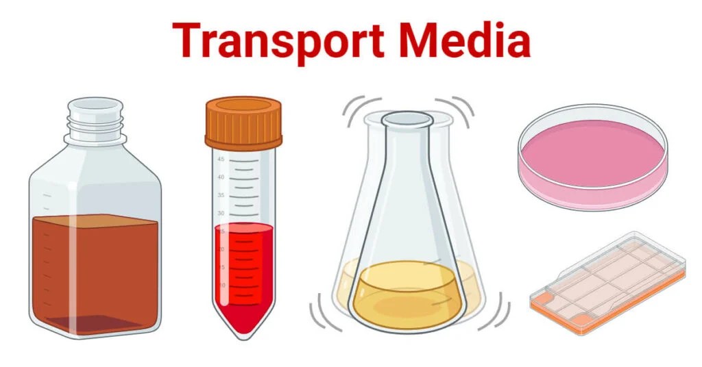 Transport Media Principle, Uses, Types, Examples