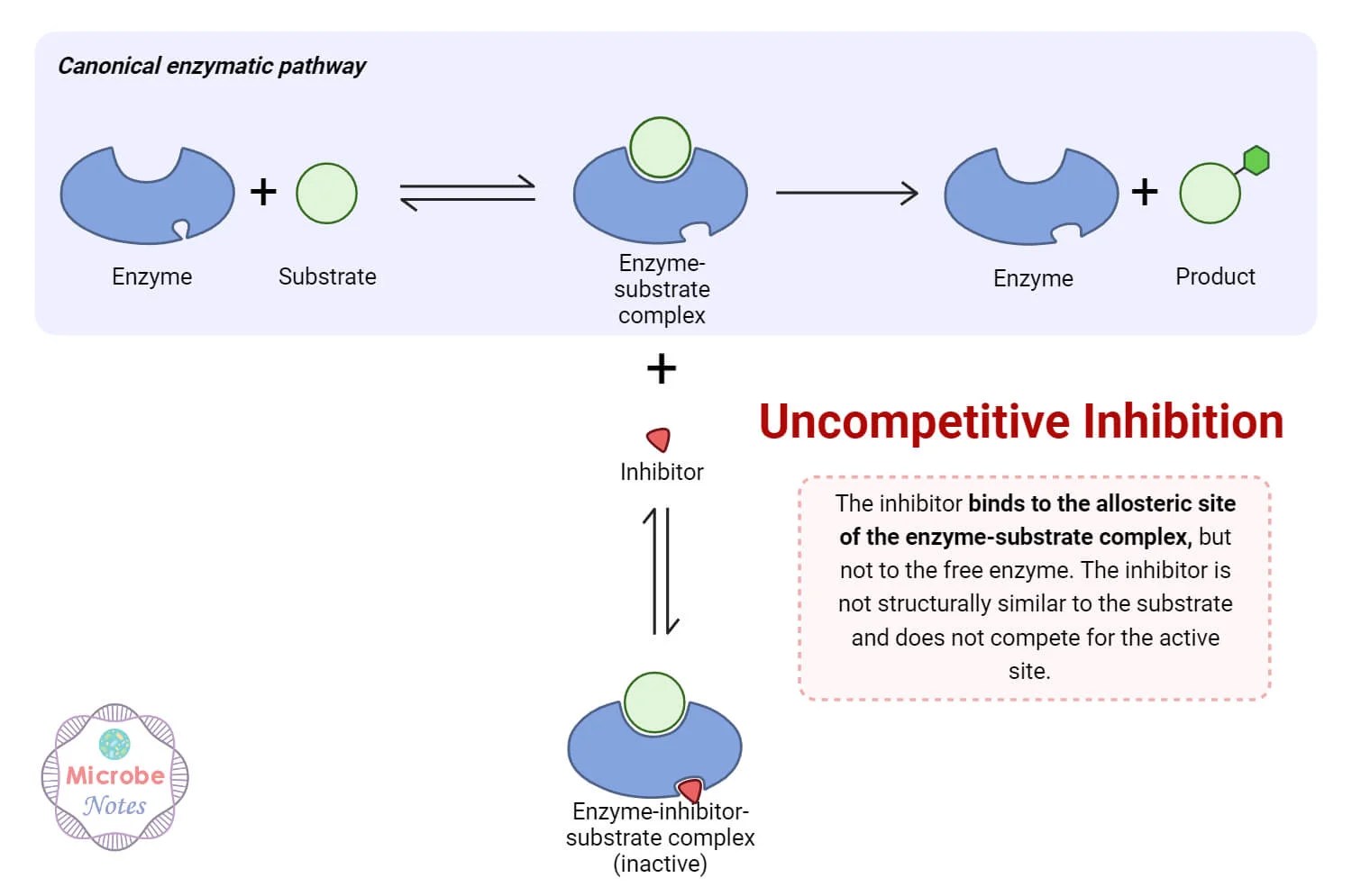 Allosteric Inhibition Mechanism, Cooperativity, Examples