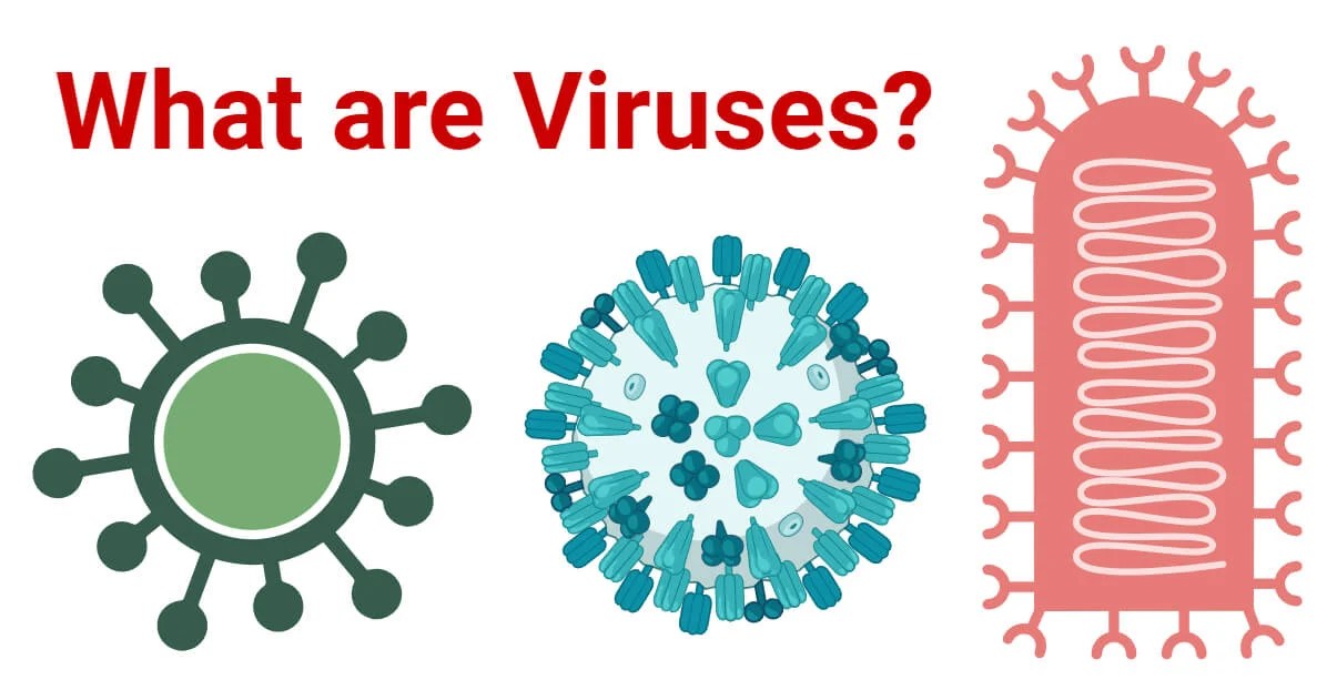 Virus Structure, Anatomy Function Video Lesson Transcript, 56 OFF