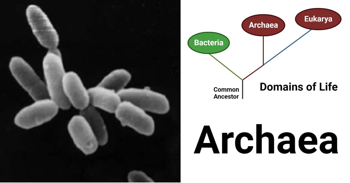 Archaea Habitat, Characteristics, Classification, Applications