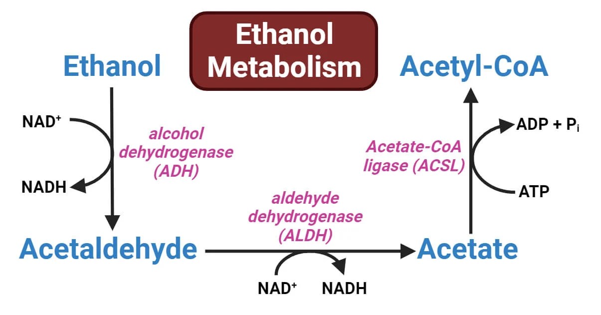 Ethanol Metabolism Enzymes, Steps, Reactions