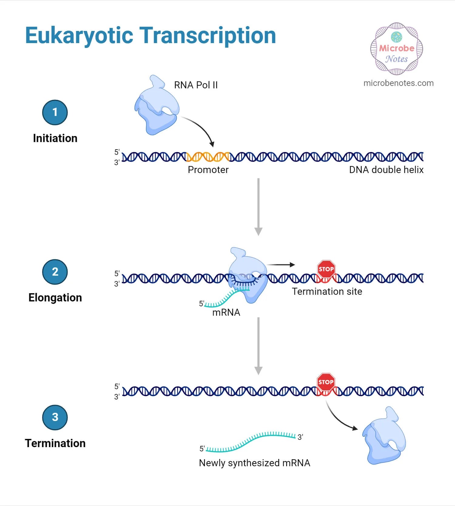 Mrna Transcription Diagram