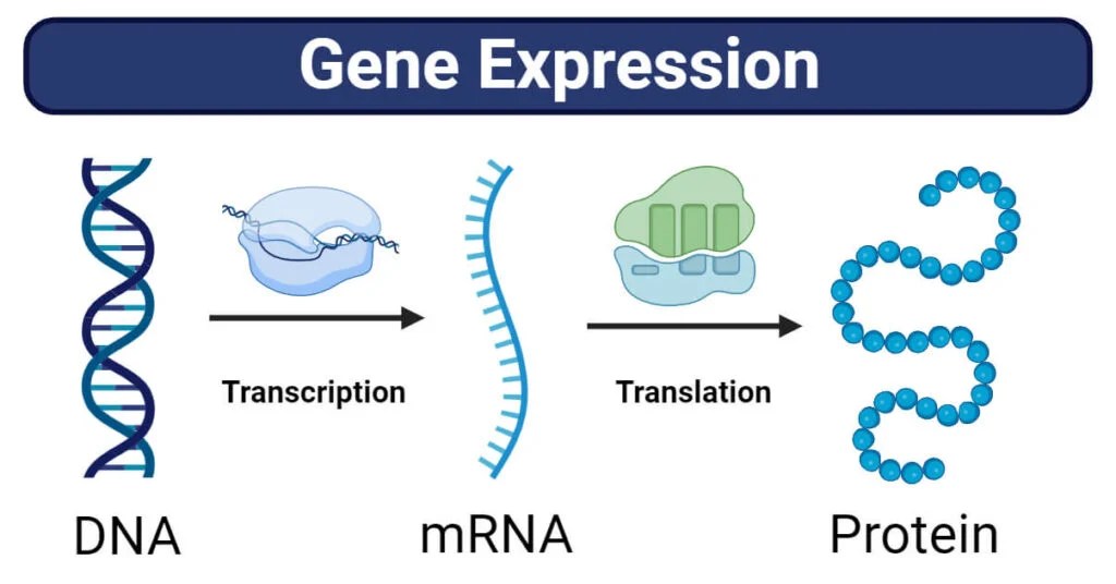 Gene Expression Stages, Regulations, Methods