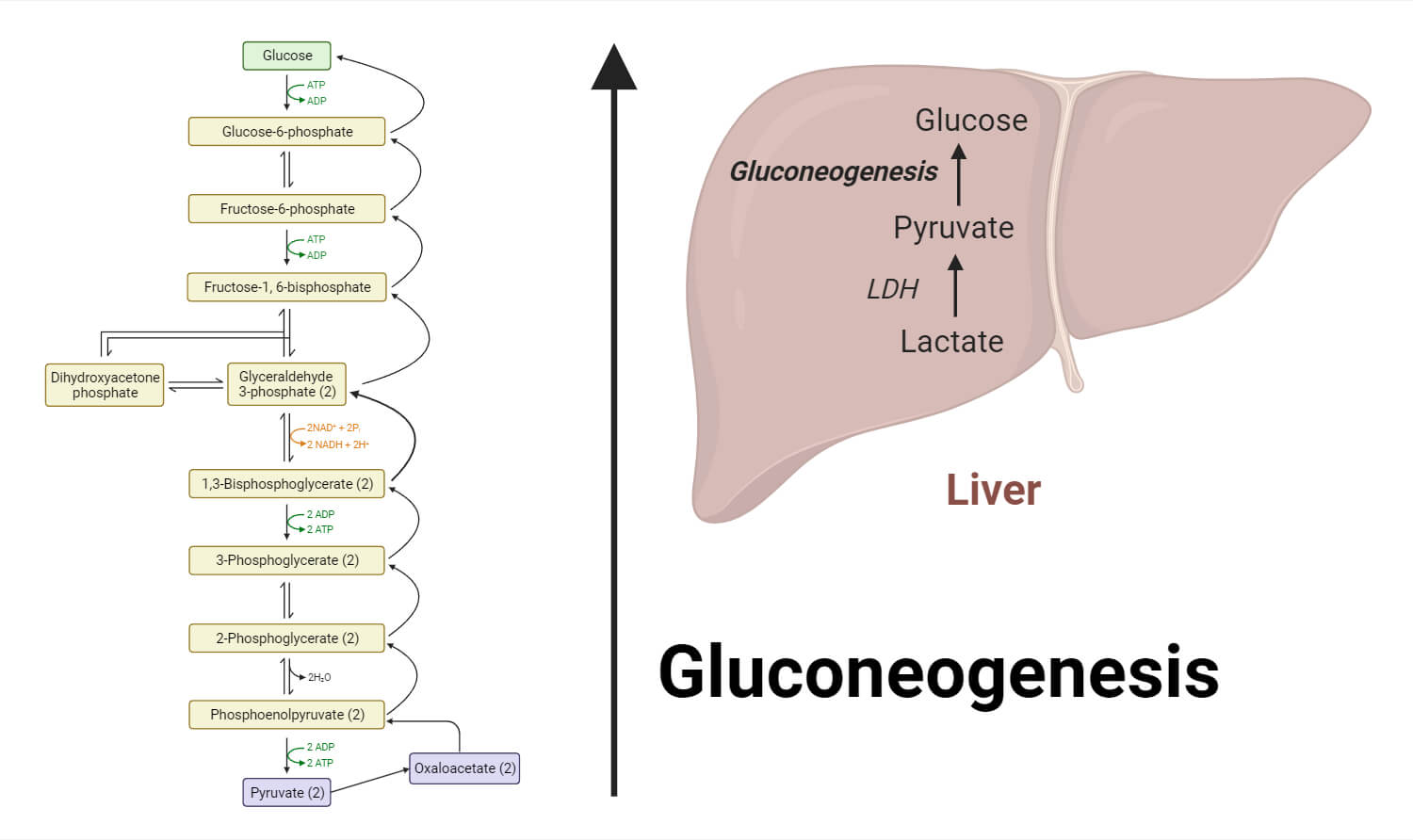 Gluconeogenesis: Steps, Reactions & Significance Explained