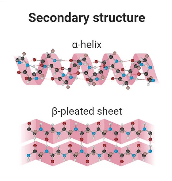 Types of Protein Structure with Diagrams