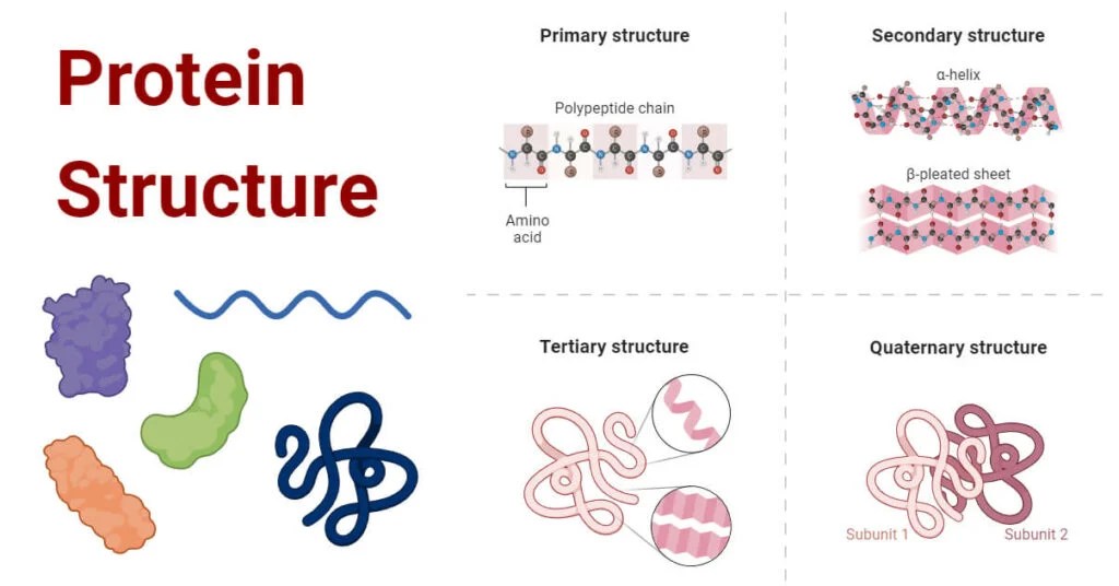 Types of Protein Structure with Diagrams
