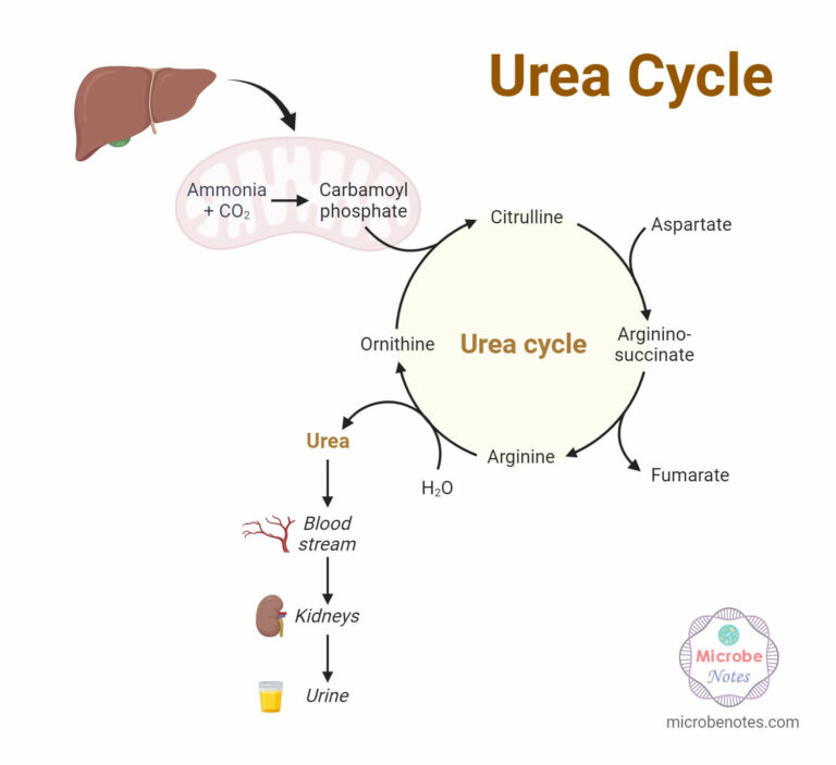 Urea Cycle Functions, Steps, Products, Regulation, Disorders