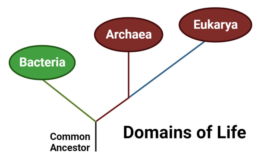 Archaea Habitat, Characteristics, Classification, Applications