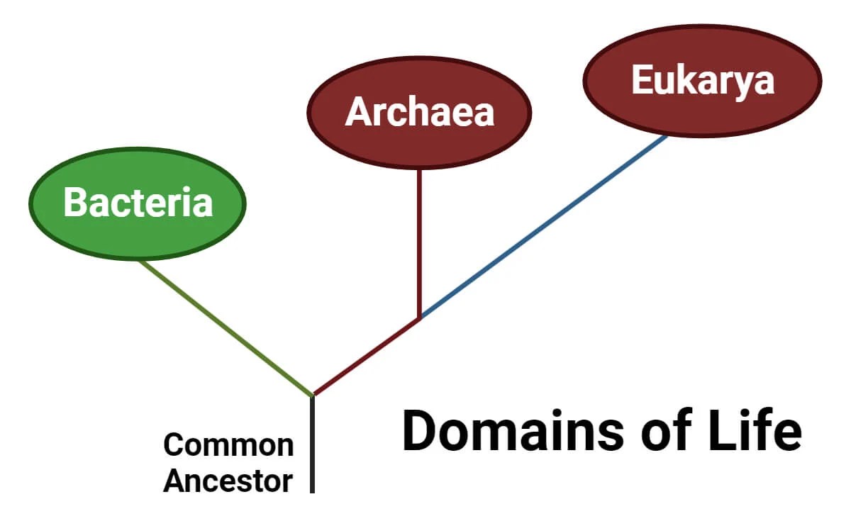 Archaea Habitat, Characteristics, Classification, Applications