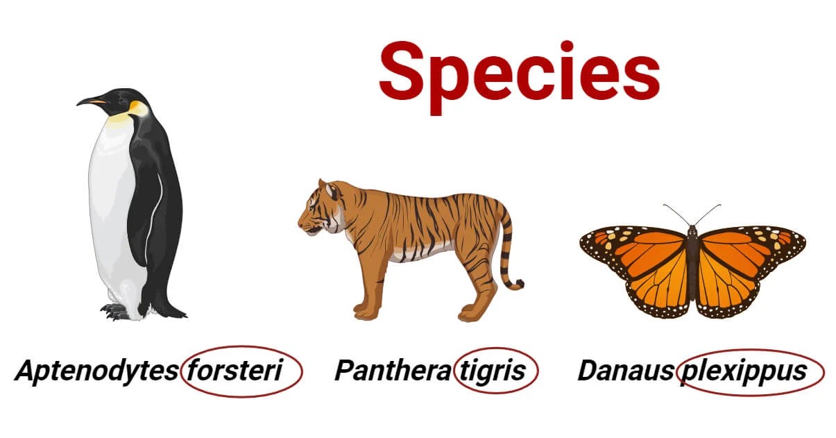 Species Classification, Taxonomy, Example, Identification