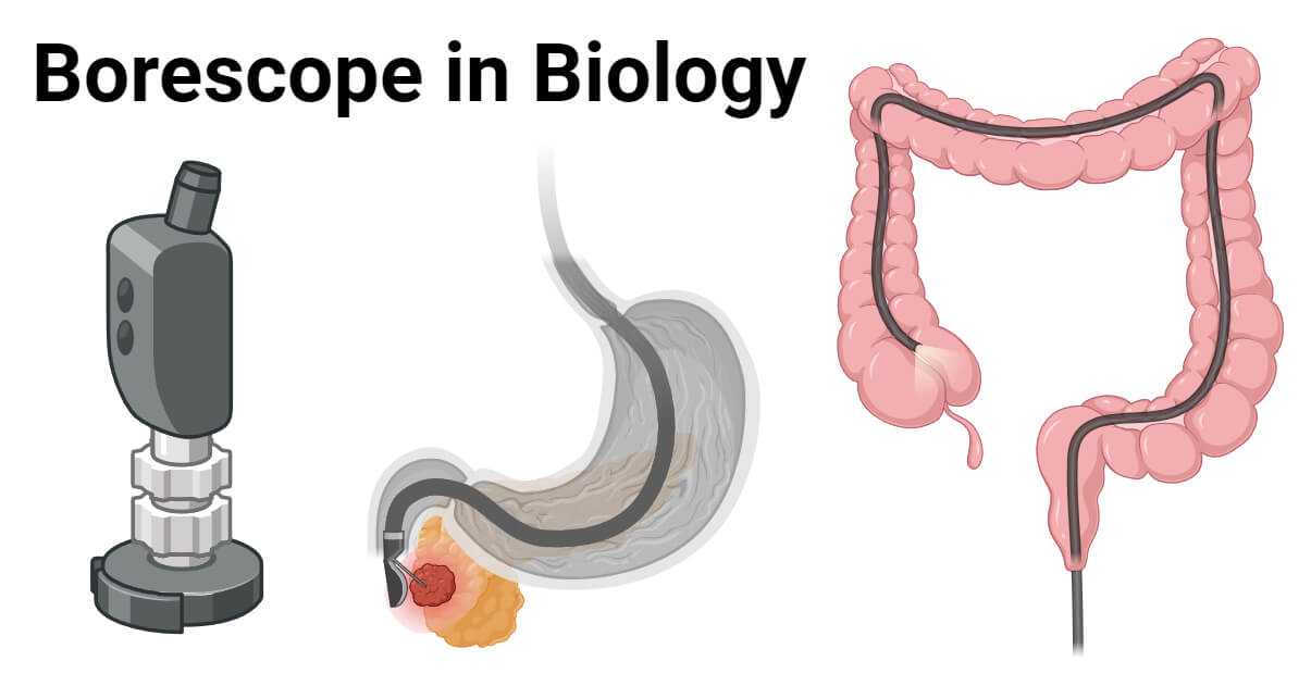 Borescope in Biology Definition, Uses, Limitations