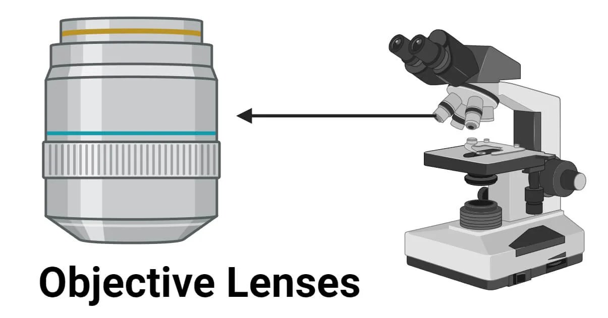 Objective Lenses Types, Parts, Magnification, Uses, Care