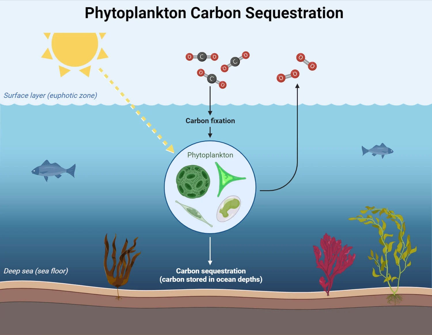 Carbon Fixation Processes, Pathways, and Implications