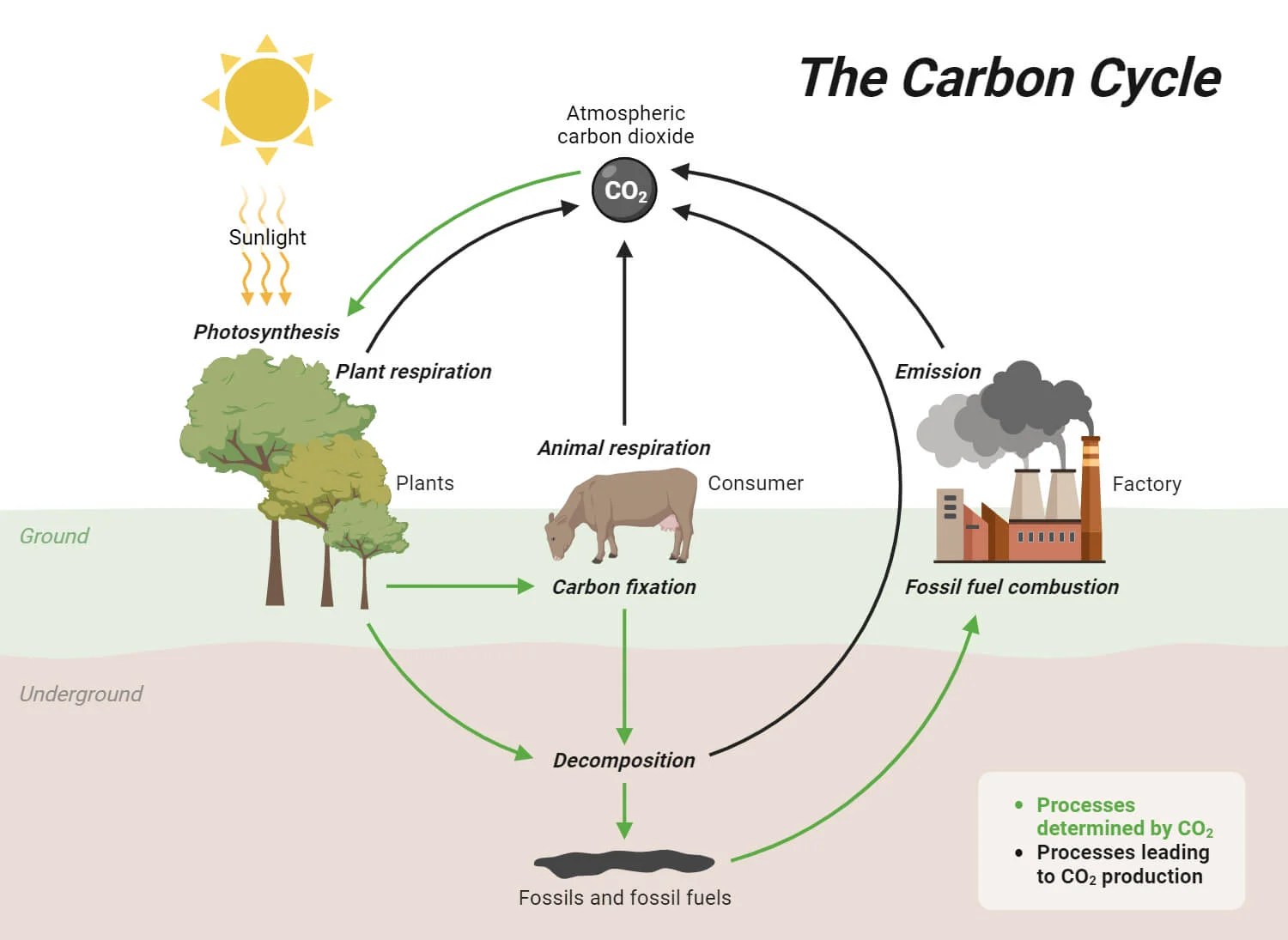 Carbon Fixation Processes, Pathways, and Implications