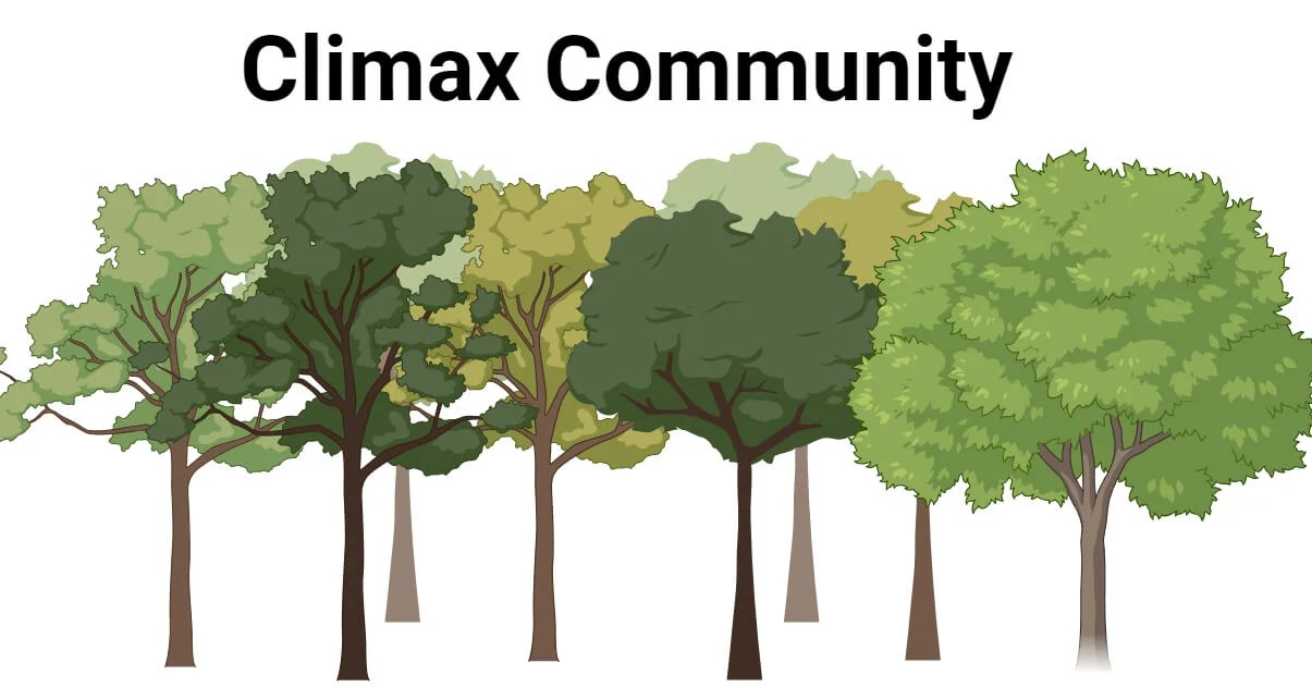 Climax Community Characteristics, Stages, Factors