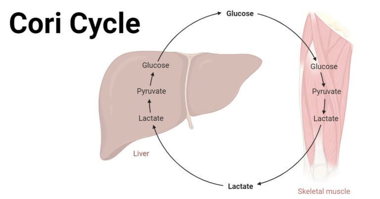 Cori Cycle: Key Steps, Regulations, Importance