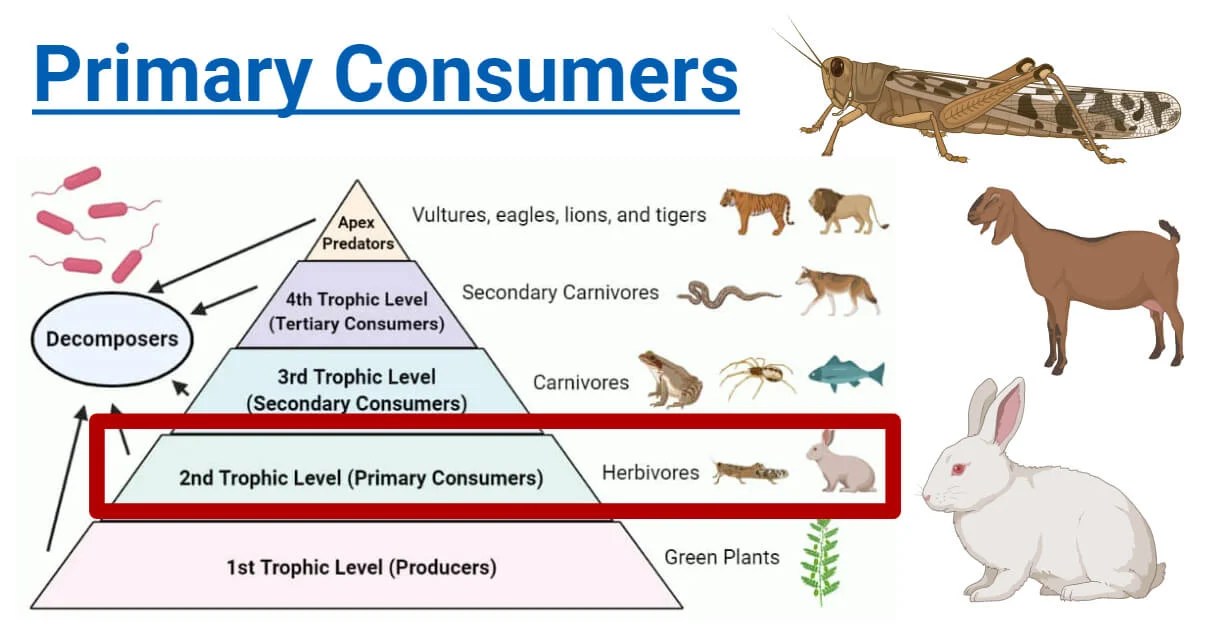 Primary Consumers Definition, Food Chain, Examples, Roles