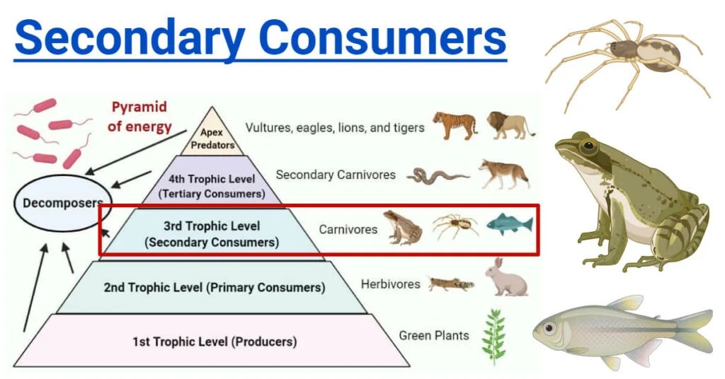 Secondary Consumers Types, Food Chain, Examples, Roles