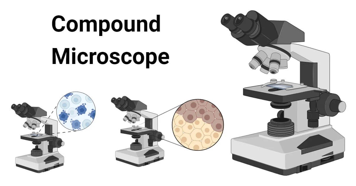 Compound Microscope Principle, Parts, Uses, Diagram
