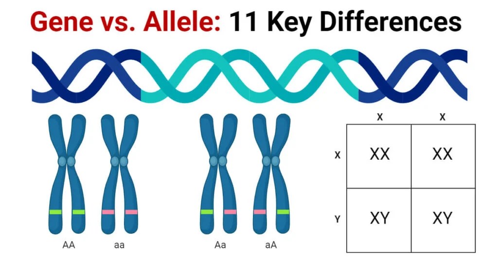 Gene vs. Allele Definition and 11 Key Differences