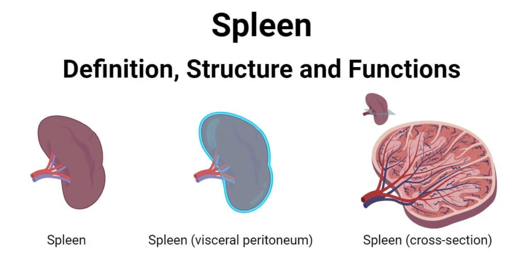Spleen Definition, Structure and Functions