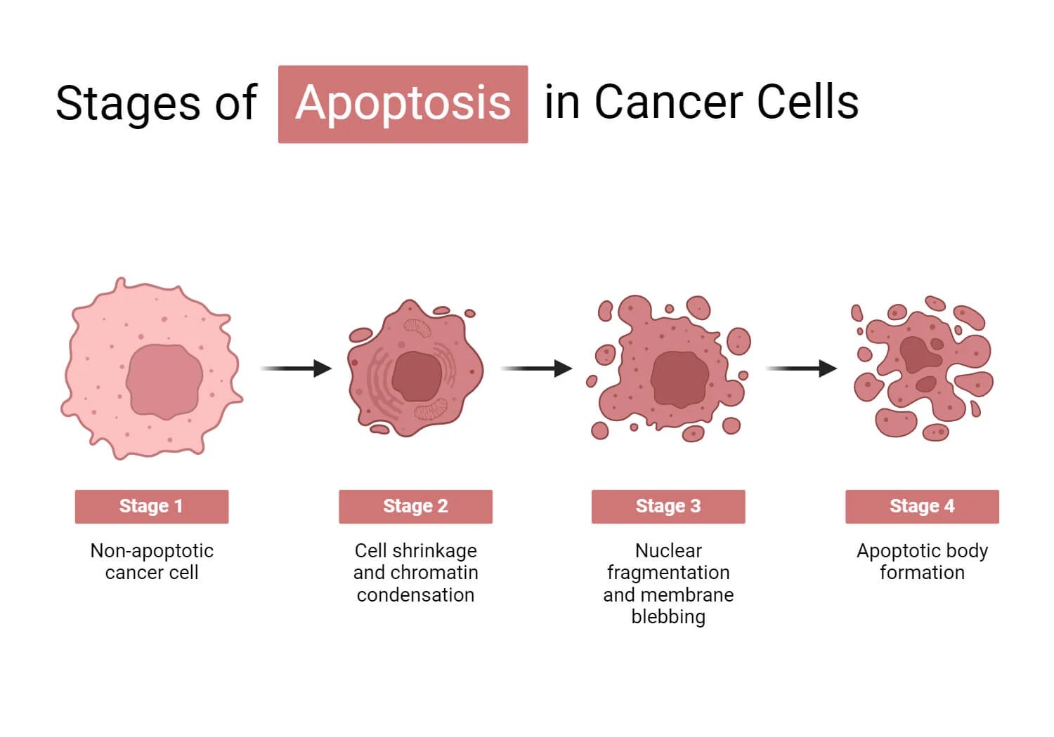 Cancer Cells Definition, Morphology, Types, Development