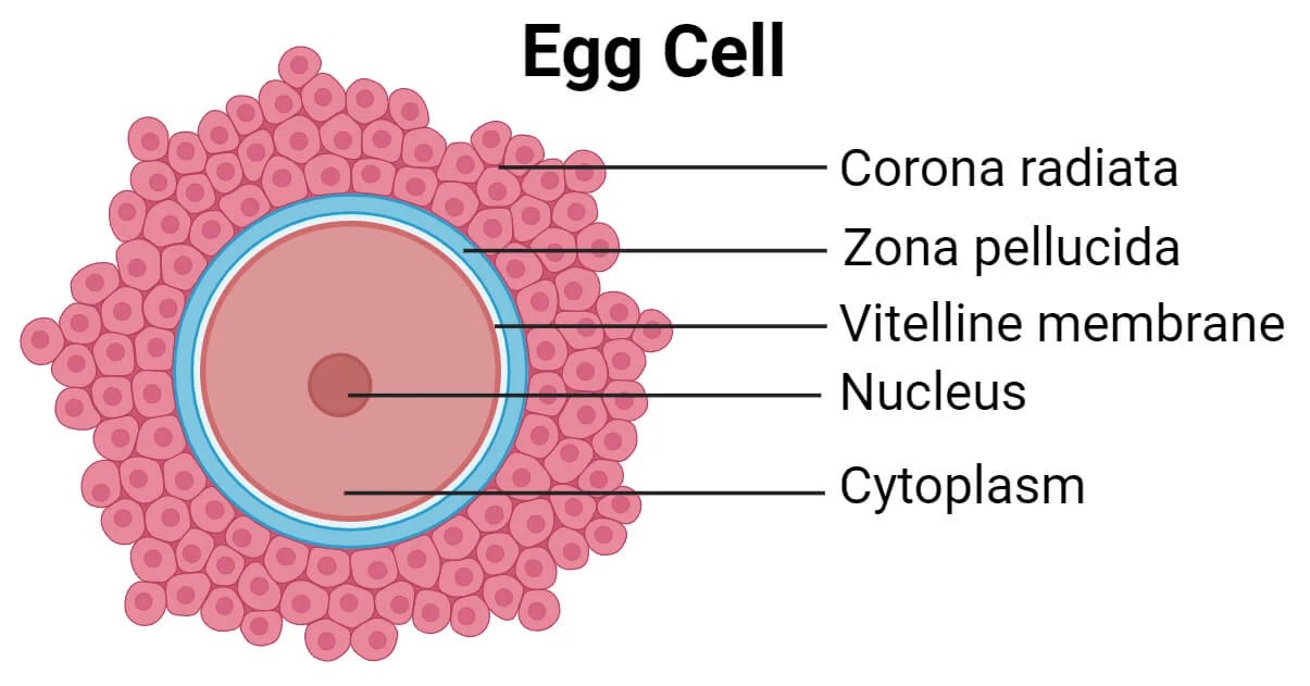 Egg Cell Structure, Types, Functions and Oogenesis