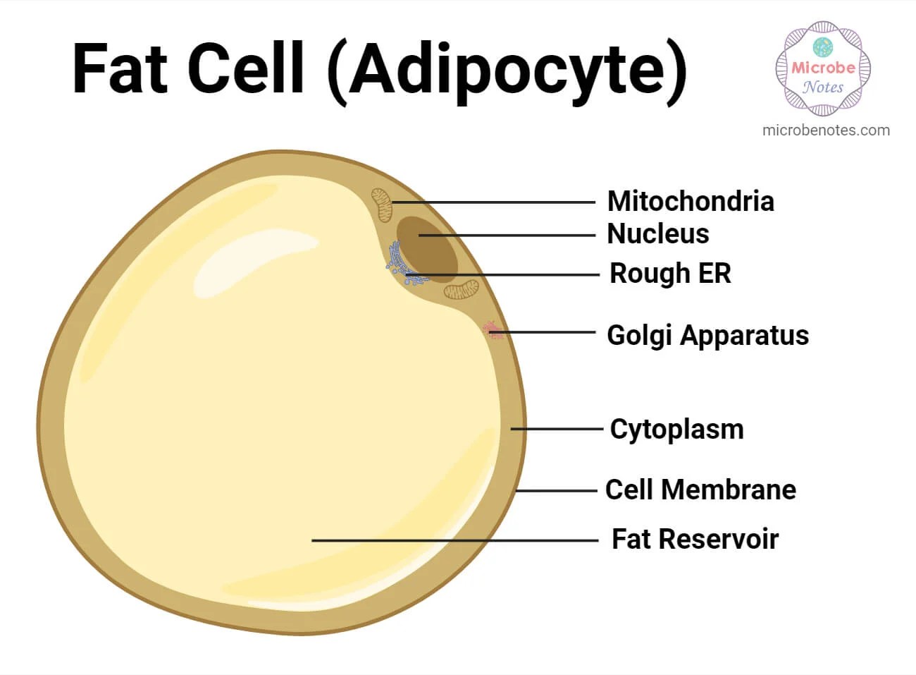 Fat Cells: Definition, Types, Structure, Functions, Diseases