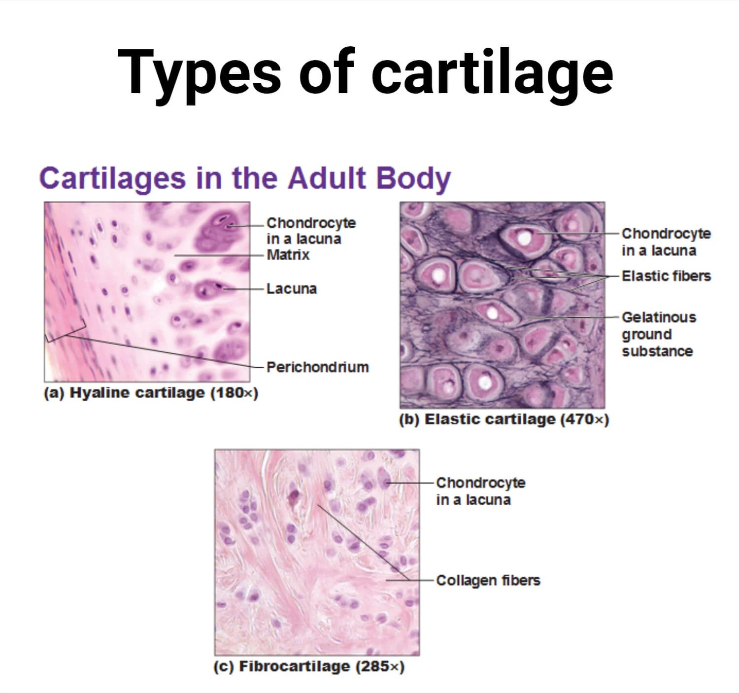 Cartilage Cells Types, Structure, Examples, Functions