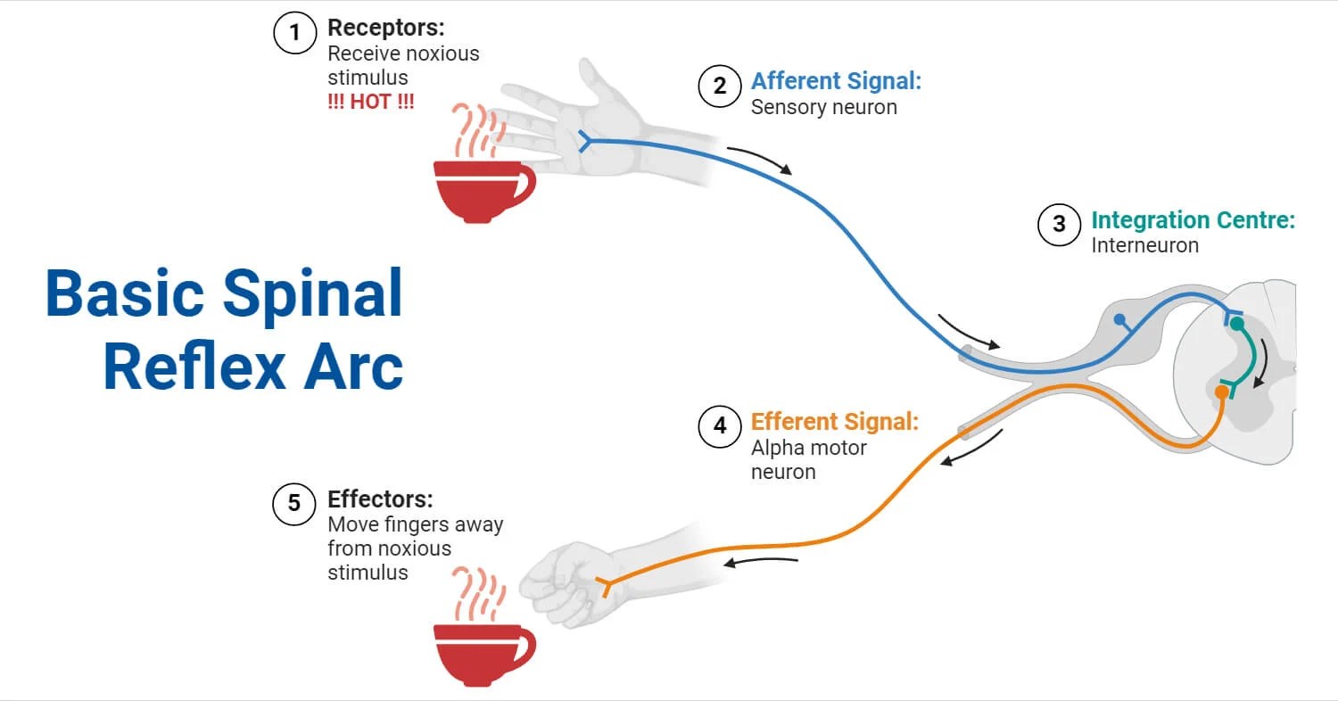 Reflex Arc Definition, Components, Functions