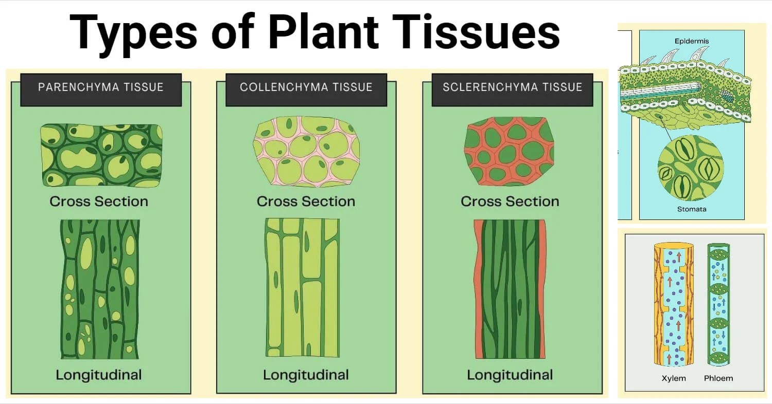 Types of Plant Tissues Meristematic and Permanent Tissue
