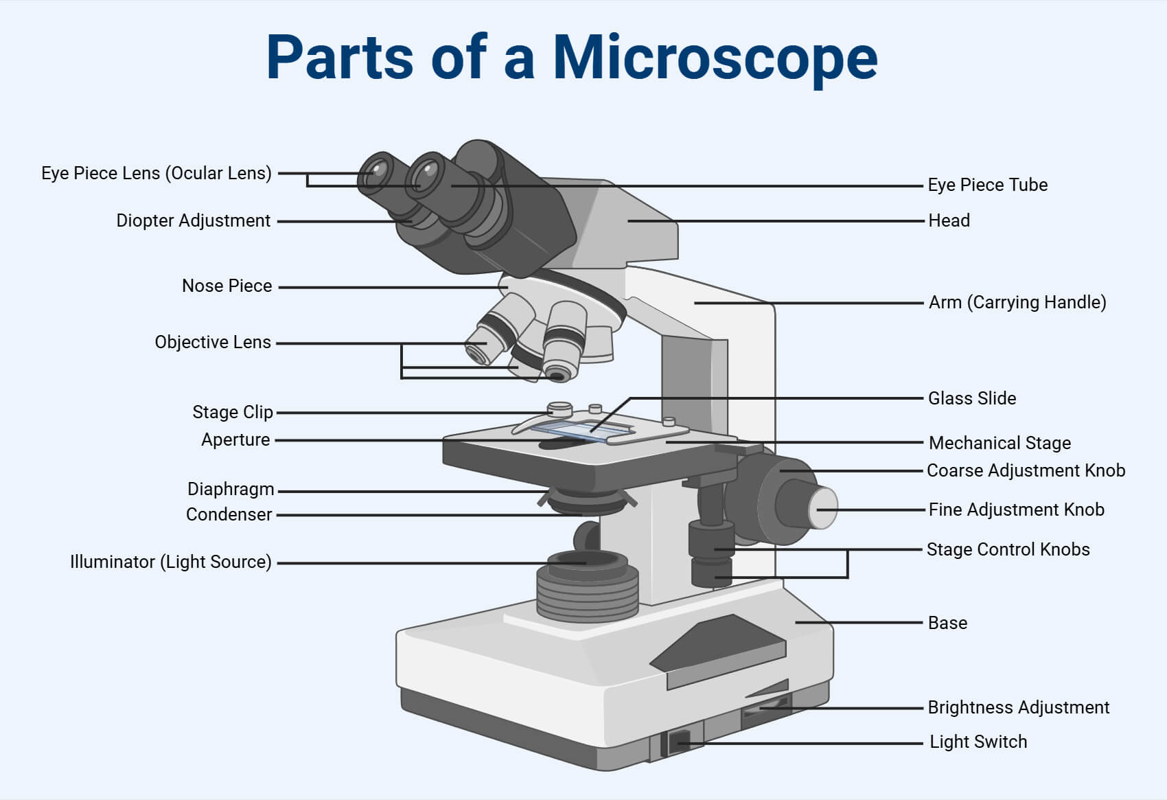 Parts Of A Microscope With Functions And Labeled Diagram 640x1136