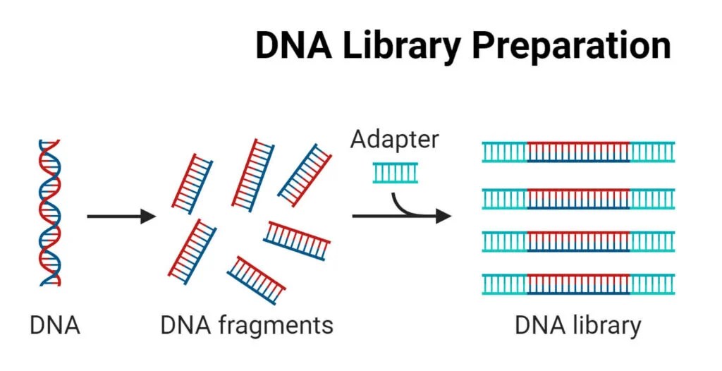 DNA Library (Genomic, CDNA) Types, Preparation, Uses Microbiologystudy