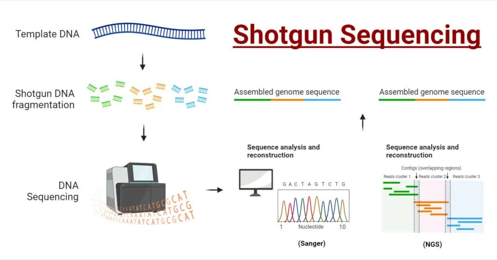 Shotgun Sequencing Principle, Types, Process, Uses Microbiologystudy