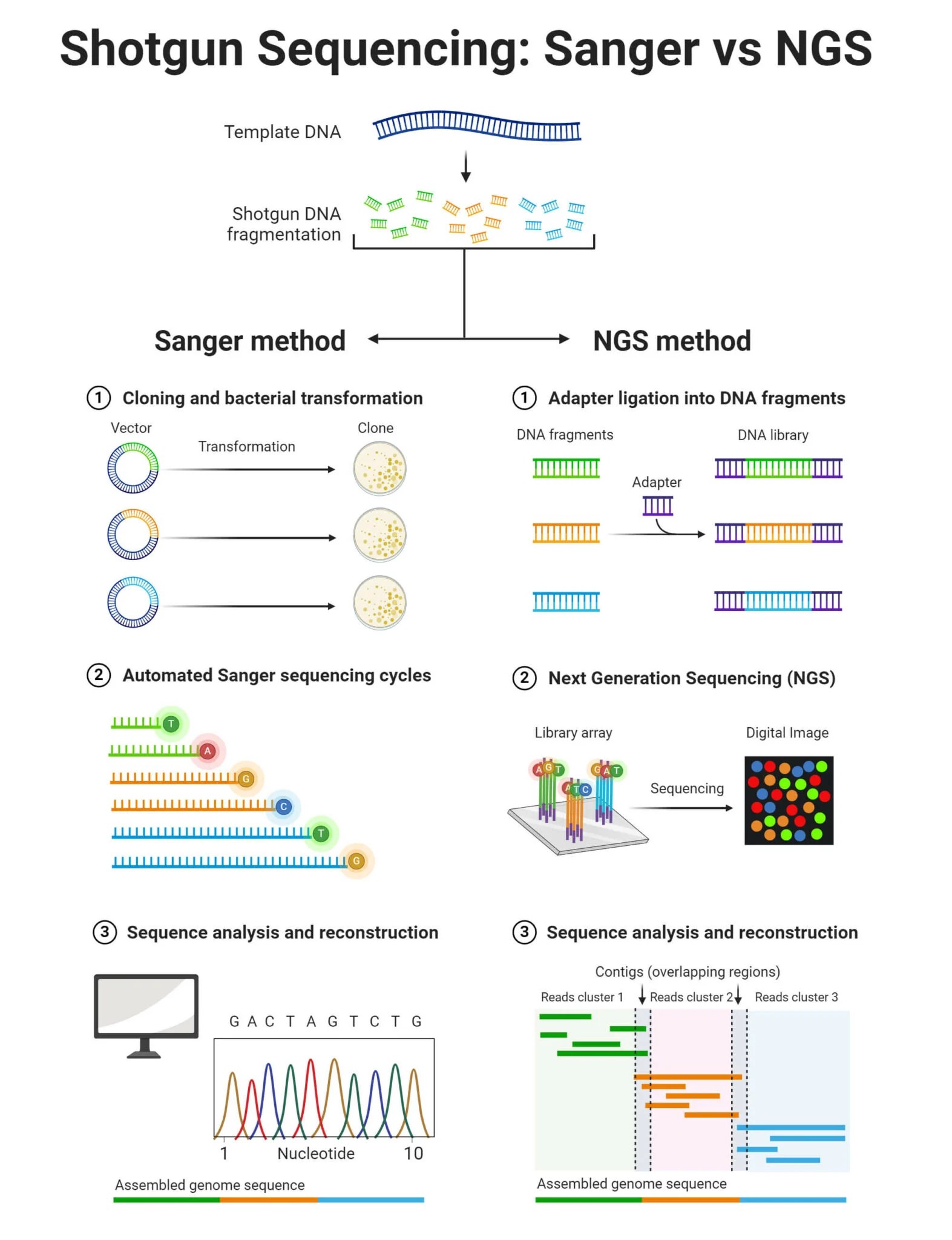 Shotgun Sequencing Principle, Types, Process, Uses Microbiologystudy