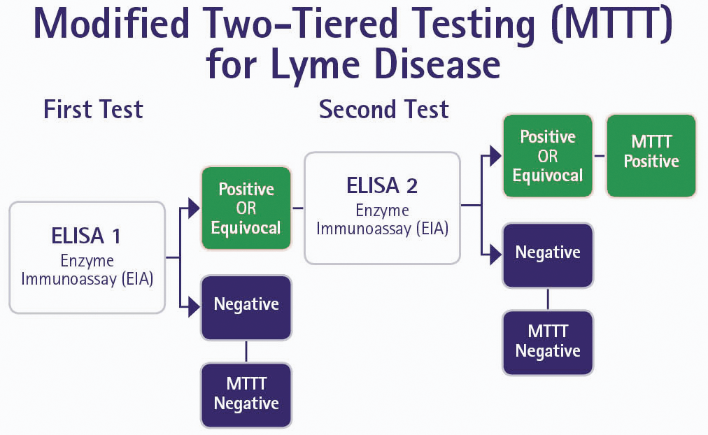 Borrelia burgdorferi (Lyme disease) Clinical Features, Diagnosis